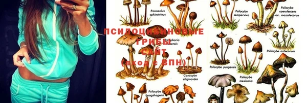дживик Богородицк